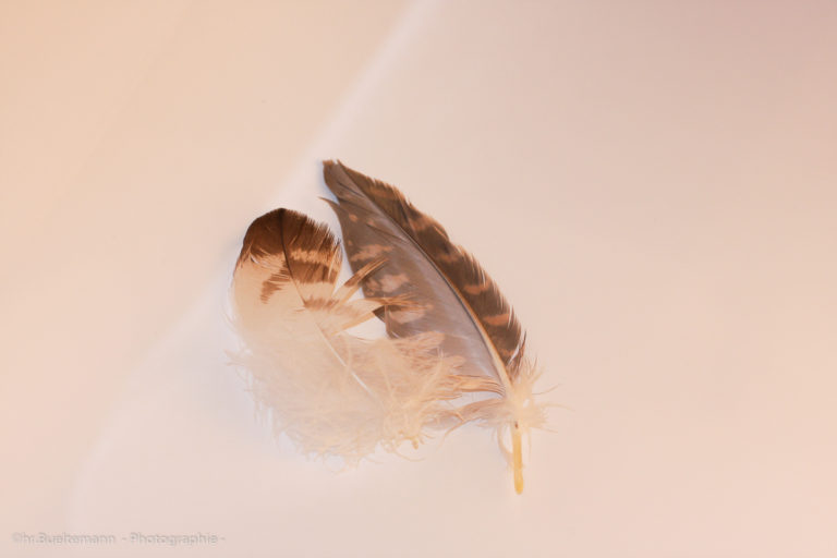 Former Oklahoma State Basketball Players to Play in NBA