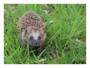 Igel