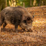 Afrikanische Schweinepest: „Dein Handeln zählt“