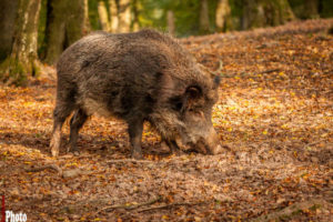 Afrikanische Schweinepest: „Dein Handeln zählt“