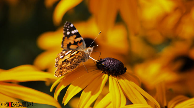 Gartenparty mit den besten Gärtnern: Insekten rocken die grüne Bühne 