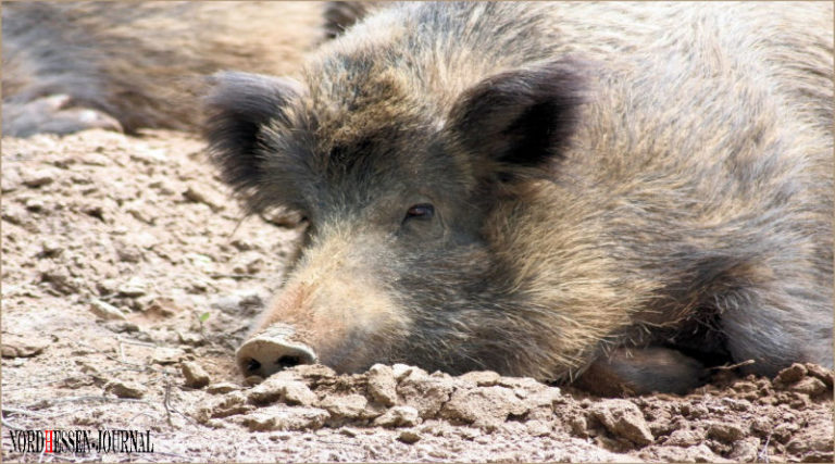 Afrikanische Schweinepest breitet sich in Südhessen aus – Lage für den Landkreis Kassel bleibt ernst