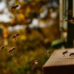 Die Notwendigkeit der Bienenzucht und warum wir mehr Imker brauchen