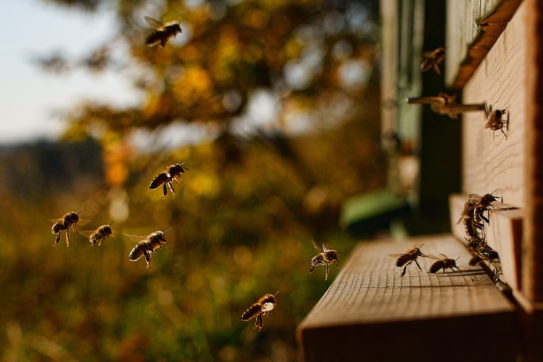 Die Notwendigkeit der Bienenzucht und warum wir mehr Imker brauchen