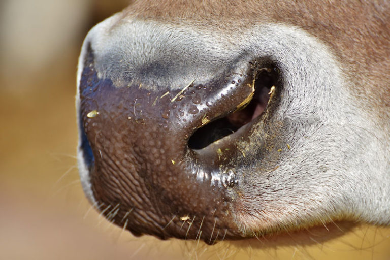 Maul- und Klauenseuche: Was Tierhalter jetzt wissen müssen