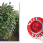 Polizei beklagt unklare Regelungen bei Cannabis im Verkehr