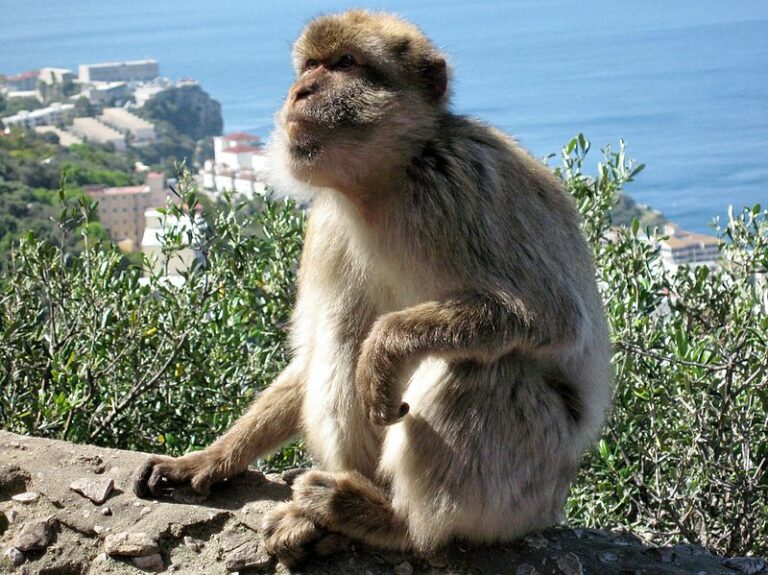 Bergtour ohne Gipfel: Dreiste Taxi-Touren auf den Felsen von Gibraltar