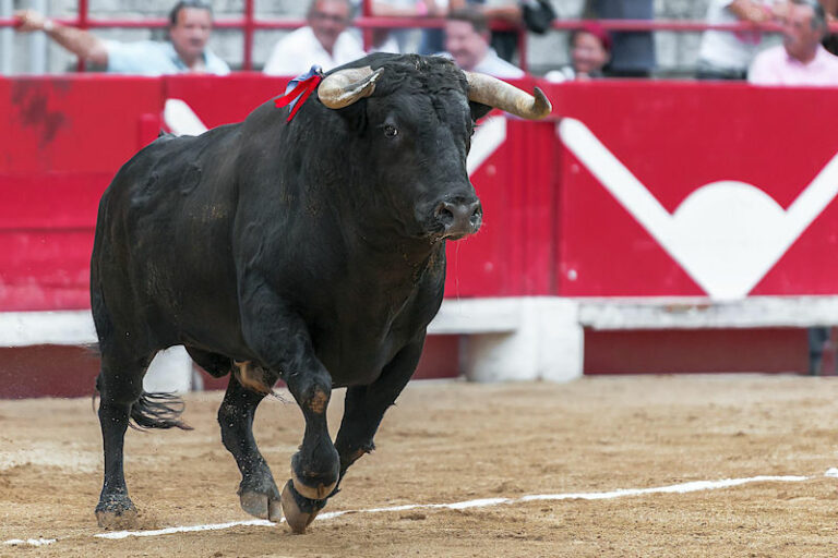 Vor den unvorstellbaren Qualen dieser Tiere schockiert, angewidert – von den Spaniern angewidert!