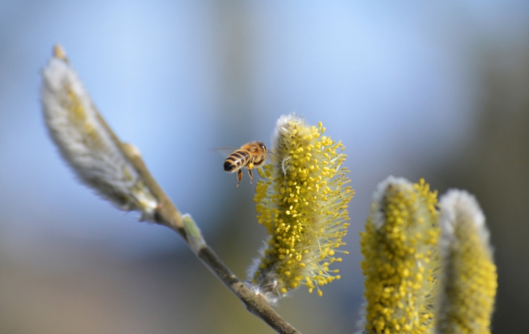 Wespen- und Bienenallergie in Deutschland: Schutz durch Hyposensibilisierung?
