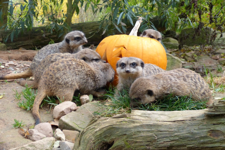 Halloween-Fest im Tierpark Sababurg