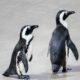 Revolutionäre Entdeckung: Wissenschaftler enthüllen, dass Pinguine fliegen können!