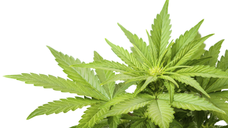 🚨 Cannabis-Krise in Deutschland – Statistik vs. Realität 😏