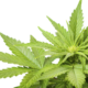 Cannabis Freigabe: Cannabis zur Schmerzlinderung?