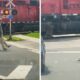 Schock am Bahnübergang: Autofahrerin filmt dreibeinigen Mann – sind drei Beine von Vorteil?