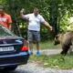 Für Selfie: Mann füttert wilden Bären – und bekommt Angriff