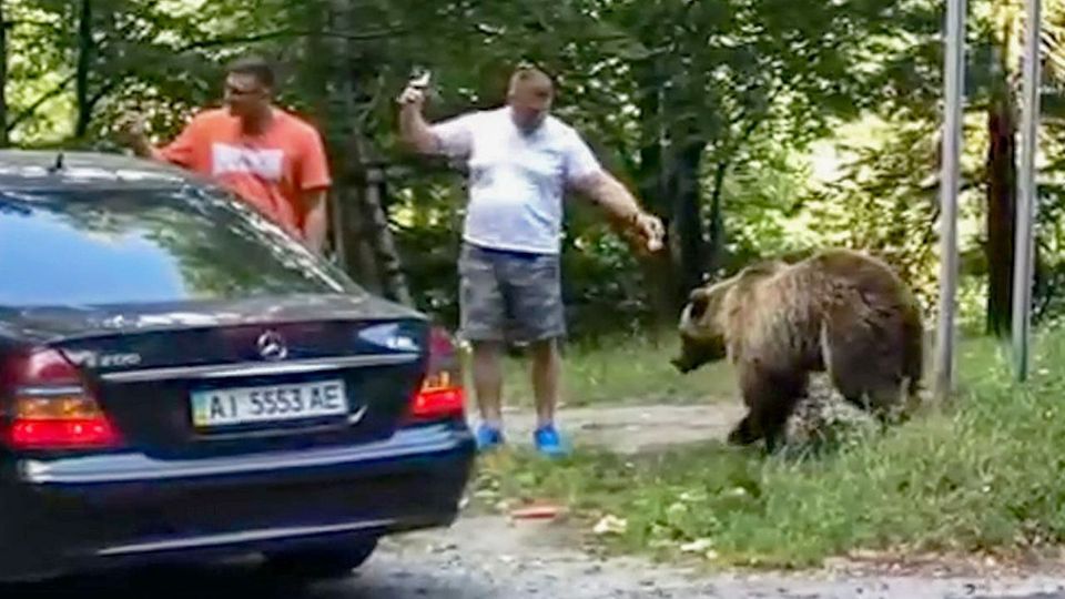 Für Selfie: Mann füttert wilden Bären – und bekommt Angriff