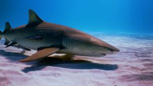 „Kokain Haie”: Hohe Mengen an Kokain in brasilianischen Haien gefunden