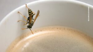 So vertreibst du Wespen mit einfachem Hausmittel