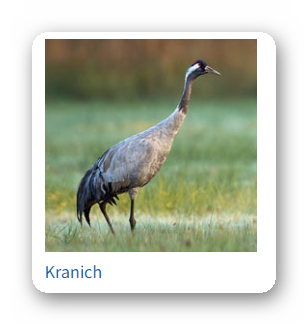 Wer wird Vogel des Jahres 2025? 18 Ashampoo Snap Dienstag 3. September 2024 07h12m58s 048