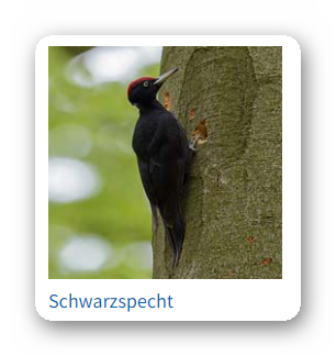 Wer wird Vogel des Jahres 2025? 17 Ashampoo Snap Dienstag 3. September 2024 07h13m23s 049