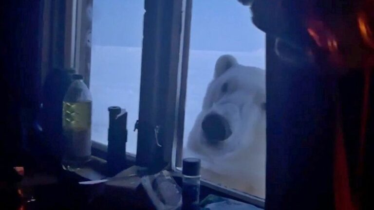 Neugieriges Raubtier: Eisbär schnuppert am Fenster von Hütte