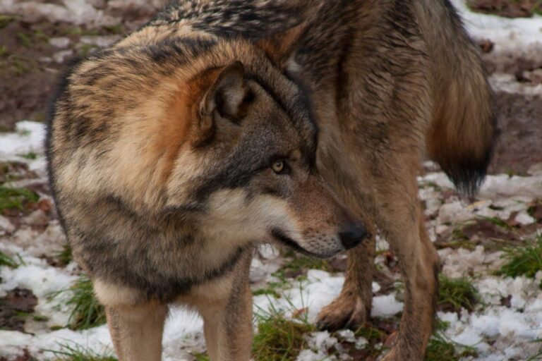 EU-Länder wollen Schutzstatus des Wolfs senken