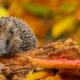 Herbstlicher Igel-Alarm: Wie verhält man sich bei einem Fund richtig?