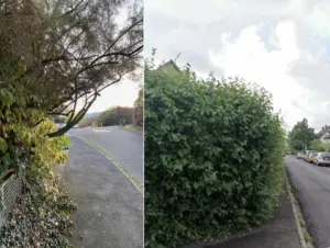 Jetzt Bäume und Hecken in öffentlichen Straßen schneiden