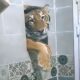 Tiger lugt durch Fenster: Hausbewohner bekommt Besuch auf der Toilette