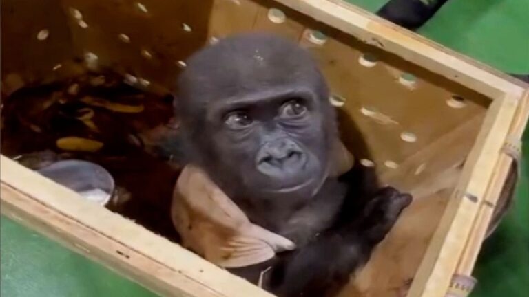 Gerettet am Flughafen: Baby-Gorilla im Paket entdeckt