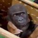 Gerettet am Flughafen: Baby-Gorilla im Paket entdeckt