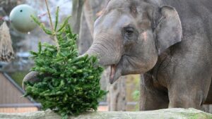 Berliner Zootiere lassen sich Weihnachtsbäume schmecken