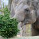 Berliner Zootiere lassen sich Weihnachtsbäume schmecken