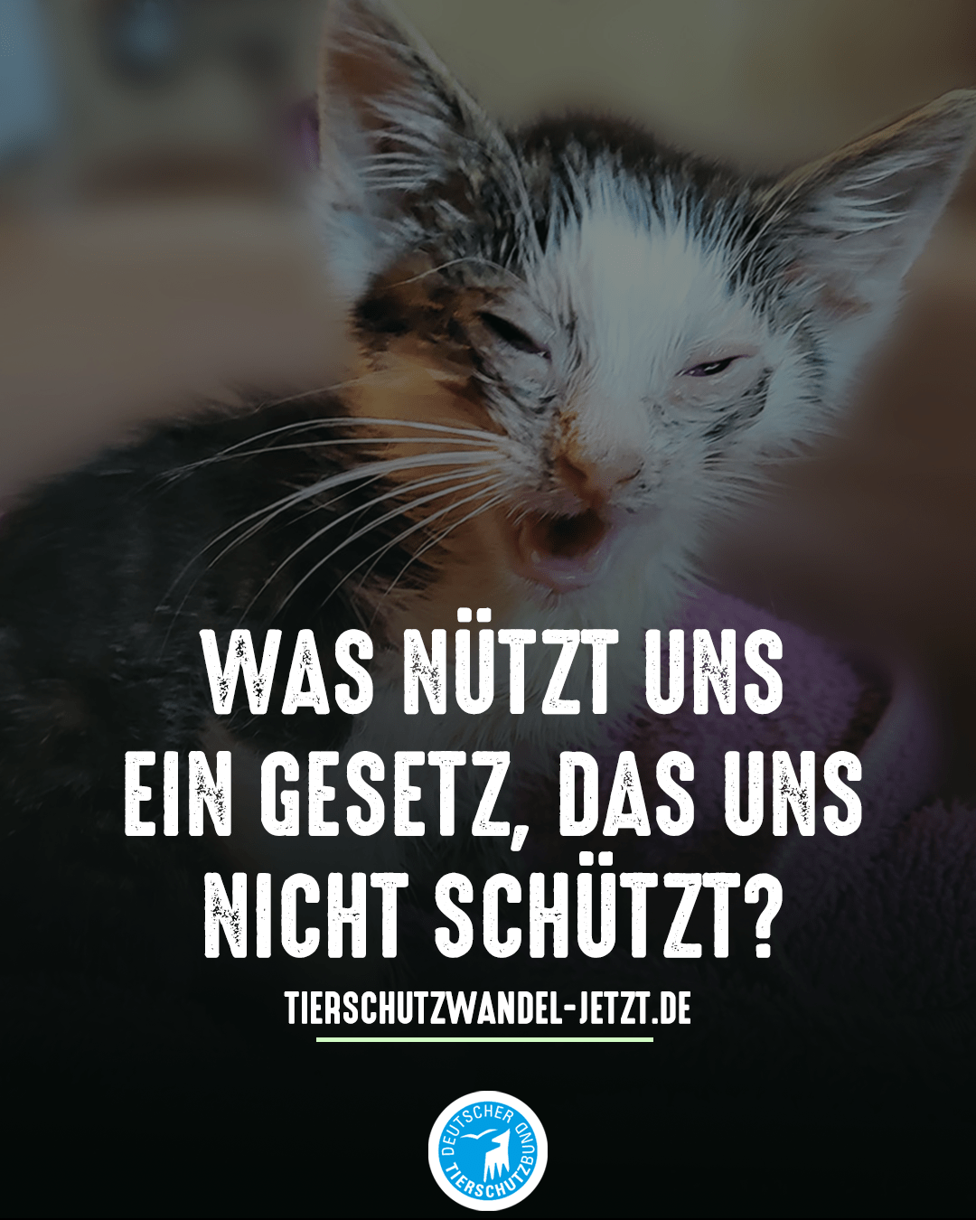 Motiv Katze mit Logo