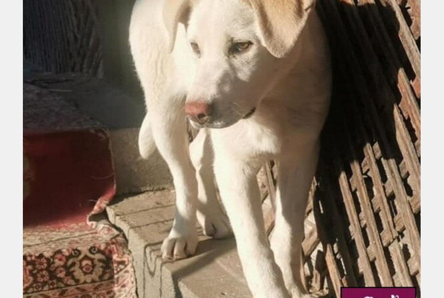 Tier der Woche 15 Screenshot 2025 03 15 at 13 10 23 Mischlingshund EVA aus Rumaenien