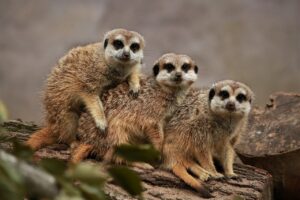 TIERPARK SABABURG – gerade zu Ostern einen Ausflug wert.