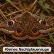 Botanischer Garten – Das Kleine Nachtpfauenauge schlüpft