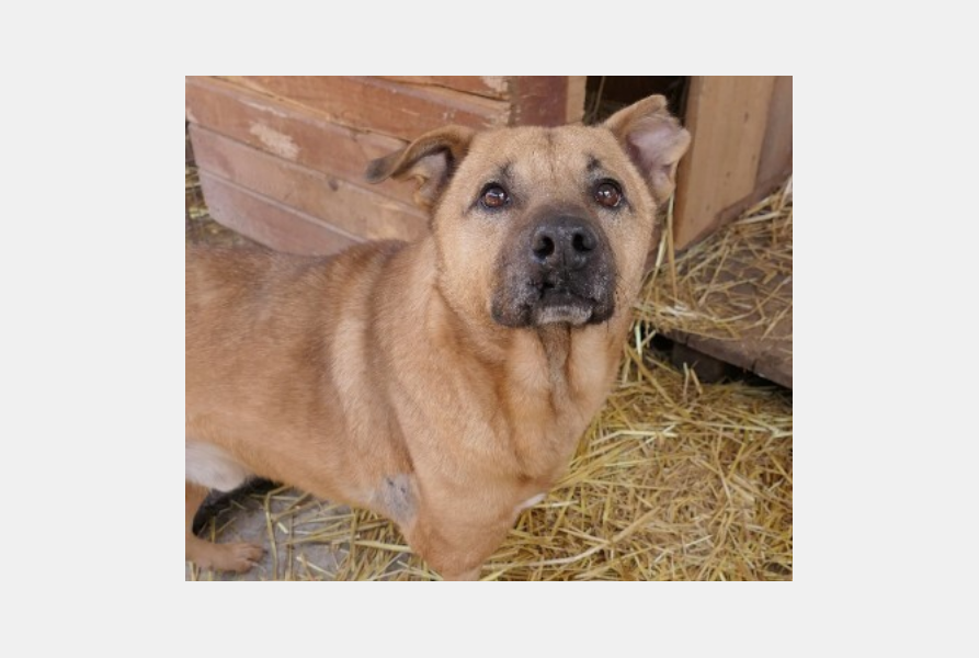 Tier der Woche 15 Screenshot 2025 04 13 at 08 06 02 Mischlingshund CHARLY aus Rumaenien
