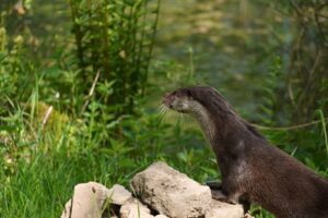 Neues Fischotter-Gehege im Tierpark Sababurg eröffnet