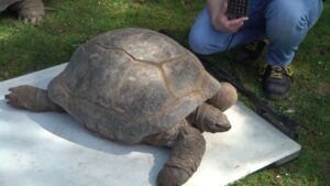 Riesenschildkröten-Check im Hamburger Tierpark Hagenbeck: Tiere werden gewogen