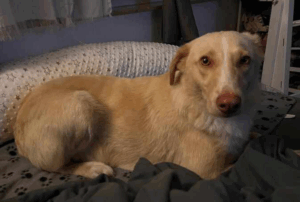 Screenshot 2025 06 14 at 16 12 56 Mischlingshund CREAM aus Moenchengladbach