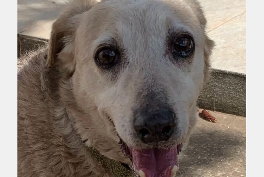 Screenshot 2025 06 20 at 09 15 46 Mischlingshund SISSI aus Spanien