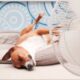 So können Sie Ihren Hund abkühlen: Tipps zur Vorbeugung von Hitzeschlägen