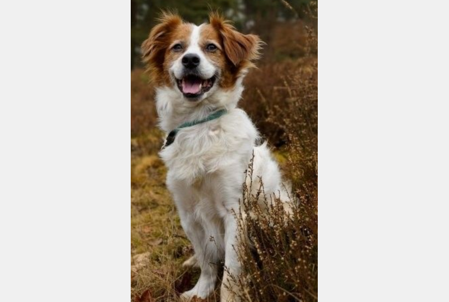 Screenshot 2025 07 19 at 06 43 45 Mischlingshund SIMBA aus Alfter