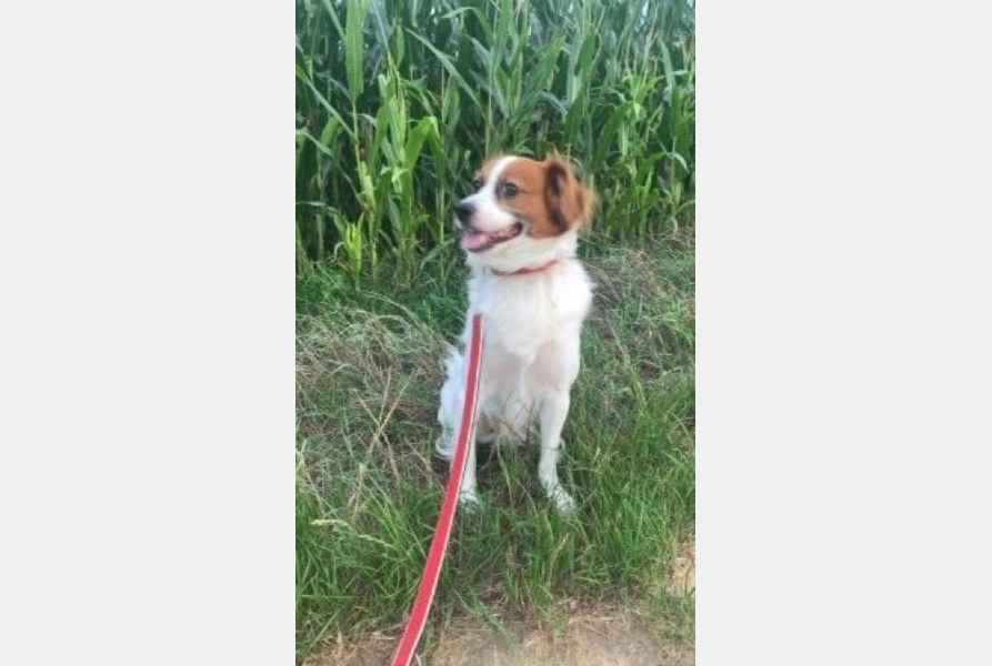 Screenshot 2025 07 19 at 06 43 50 Mischlingshund SIMBA aus Alfter