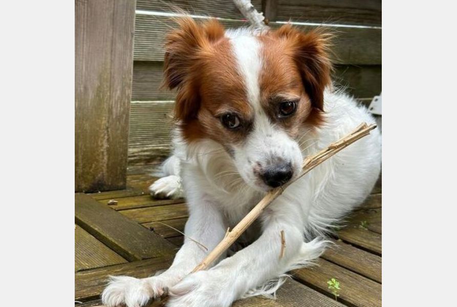 Screenshot 2025 07 19 at 06 44 06 Mischlingshund SIMBA aus Alfter