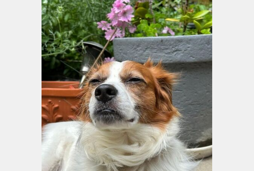 Screenshot 2025 07 19 at 06 44 10 Mischlingshund SIMBA aus Alfter