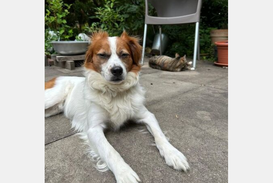 Screenshot 2025 07 19 at 06 44 16 Mischlingshund SIMBA aus Alfter