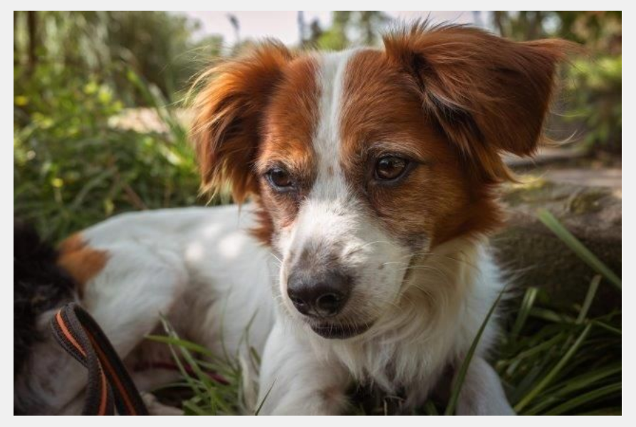 Screenshot 2025 07 19 at 06 44 21 Mischlingshund SIMBA aus Alfter