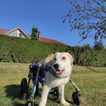 Bildschirmfoto 23 8 2025 8923 shelta.tasso .net